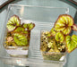 Begonia Harmony's “Firewoman“ starts