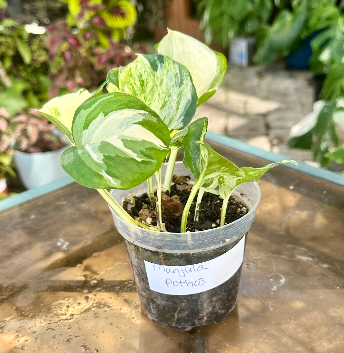 Manjula Pothos (Epipremnum aureum)