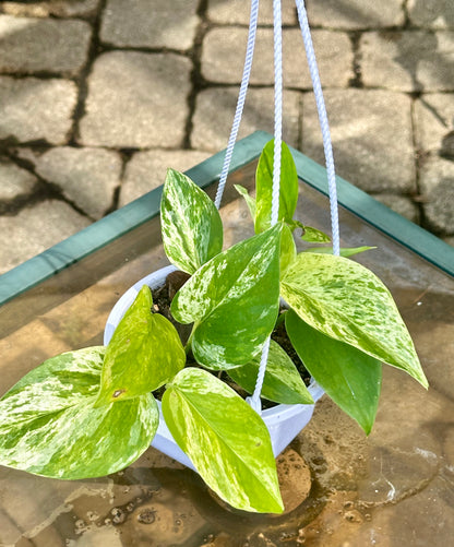Marble Queen Pothos hanging basket