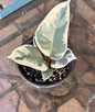 Ficus Elastica “Tineke”