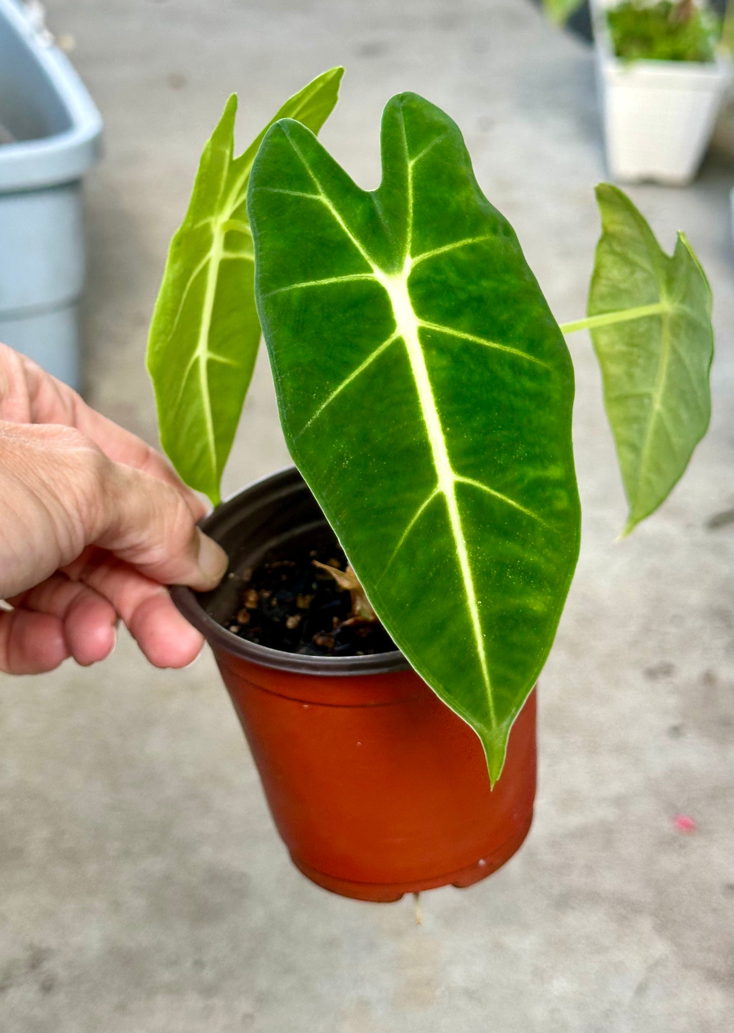 Alocasia Frydek pup
