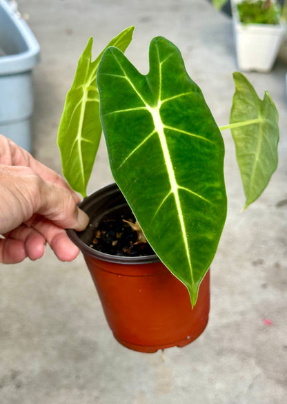 Alocasia Frydek pup