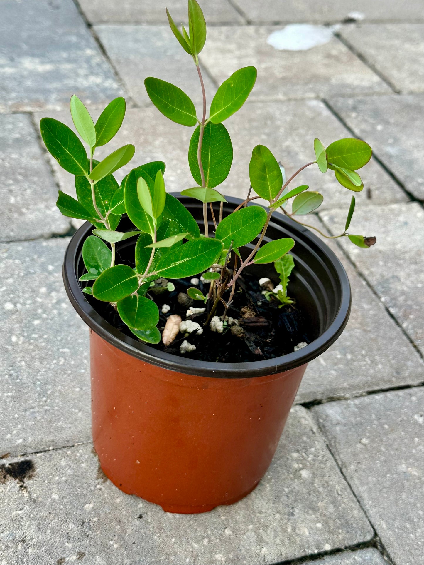 Coral Honeysuckle