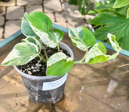 Pearls and Jade Pothos