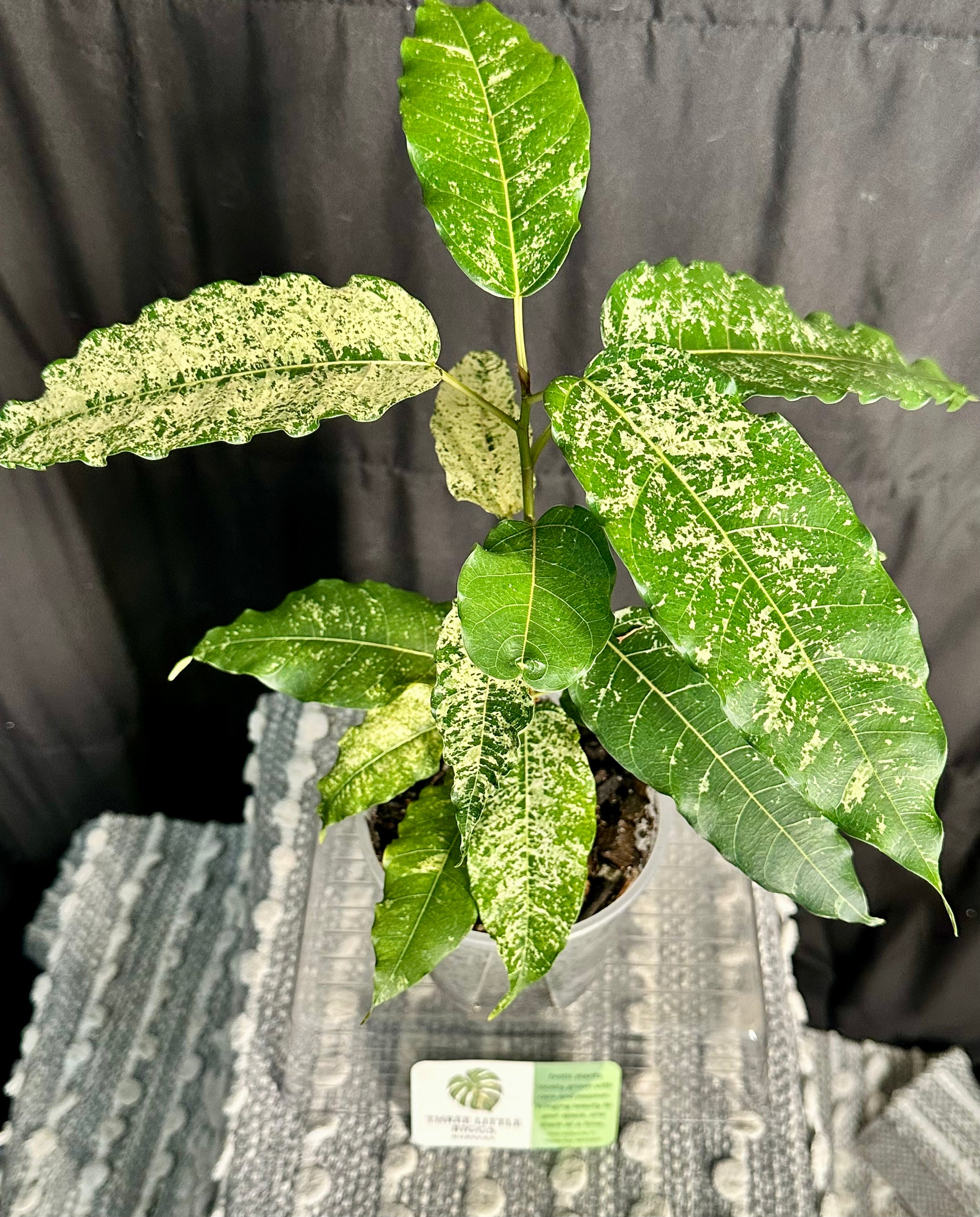 Clown Fig (Ficus aspera)