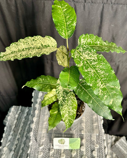 Clown Fig (Ficus aspera)