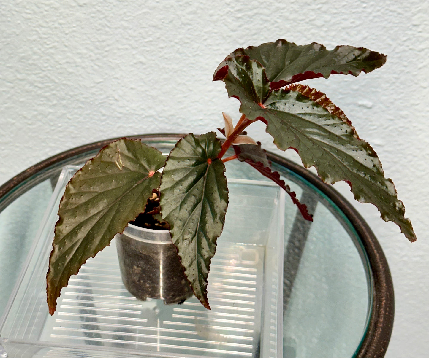 Begonia "Black Magic” (3”)