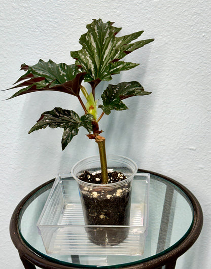 Lady Vanderwilt Begonia 4”