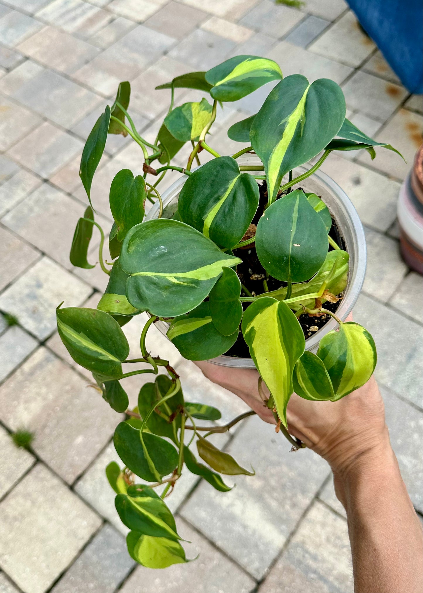 Brasil Philodendron 5”