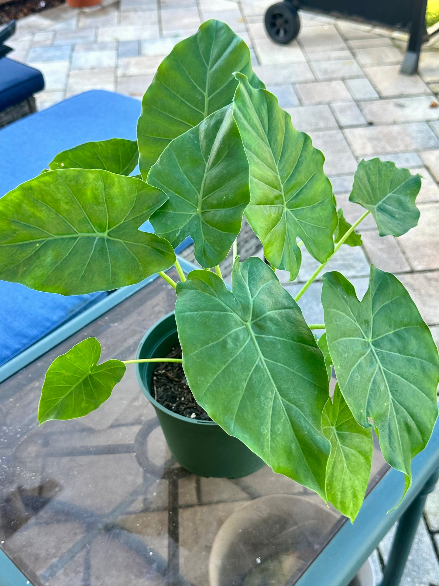 Alocasia Gageana