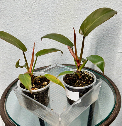 Florida Bronze Philodendron