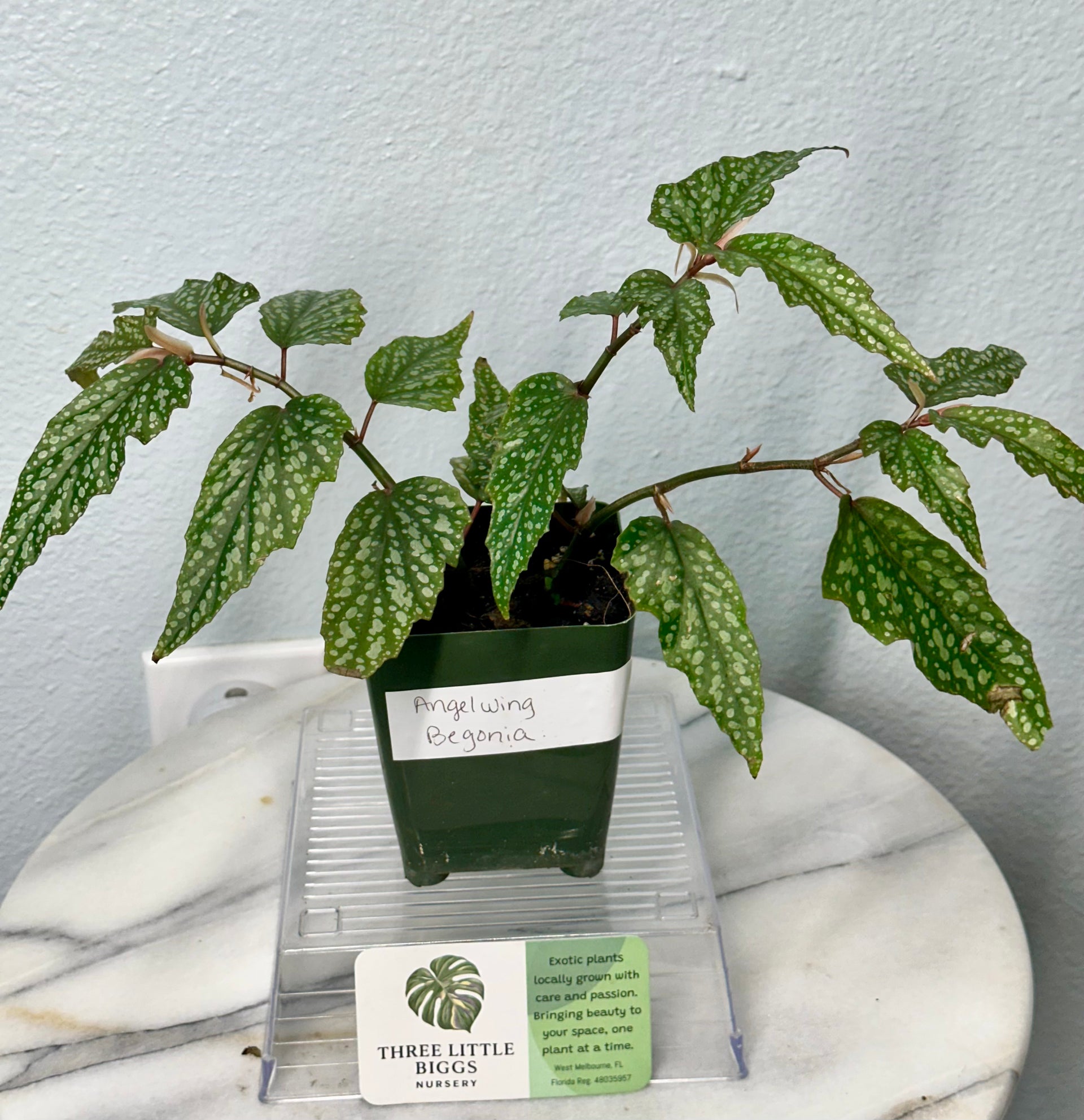 angel wing house plant Angel Wing Begonia | Florida‑Grown Begonia