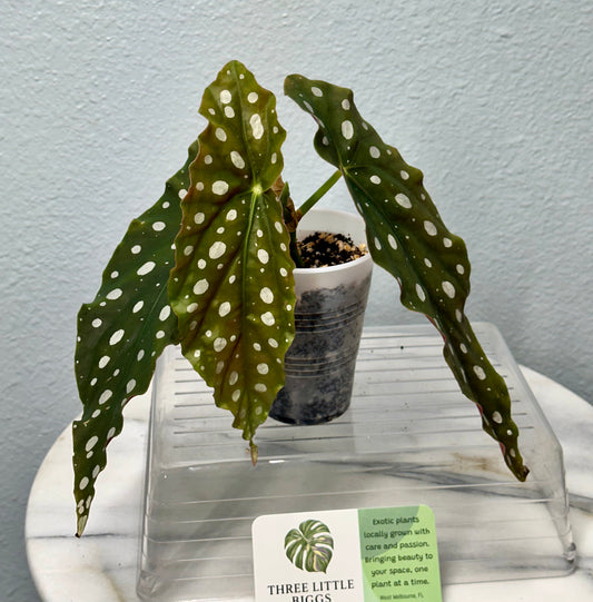 Begonia Maculata “Wightii”