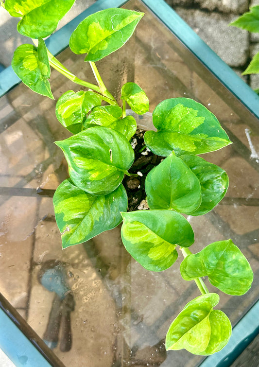 Global Green Pothos