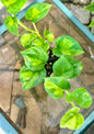 Global Green Pothos