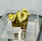 Begonia Escargot starts