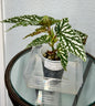 Begonia Maculata "White Ice"