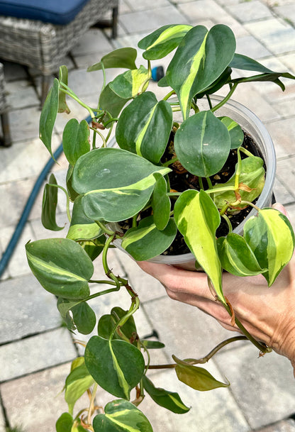 Brasil Philodendron 5”