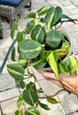 Brasil Philodendron 5”