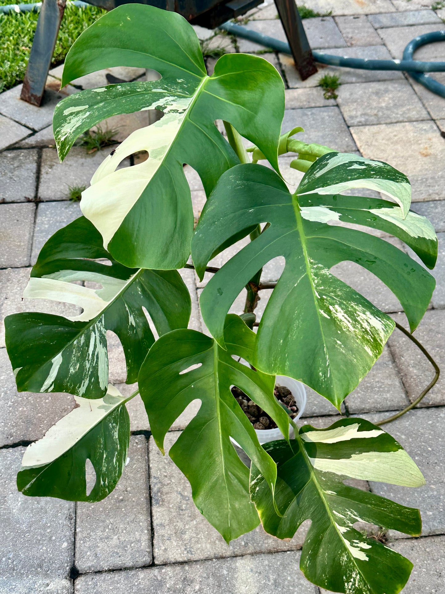 Large Monstera Deliciosa Albo – High Variegation
