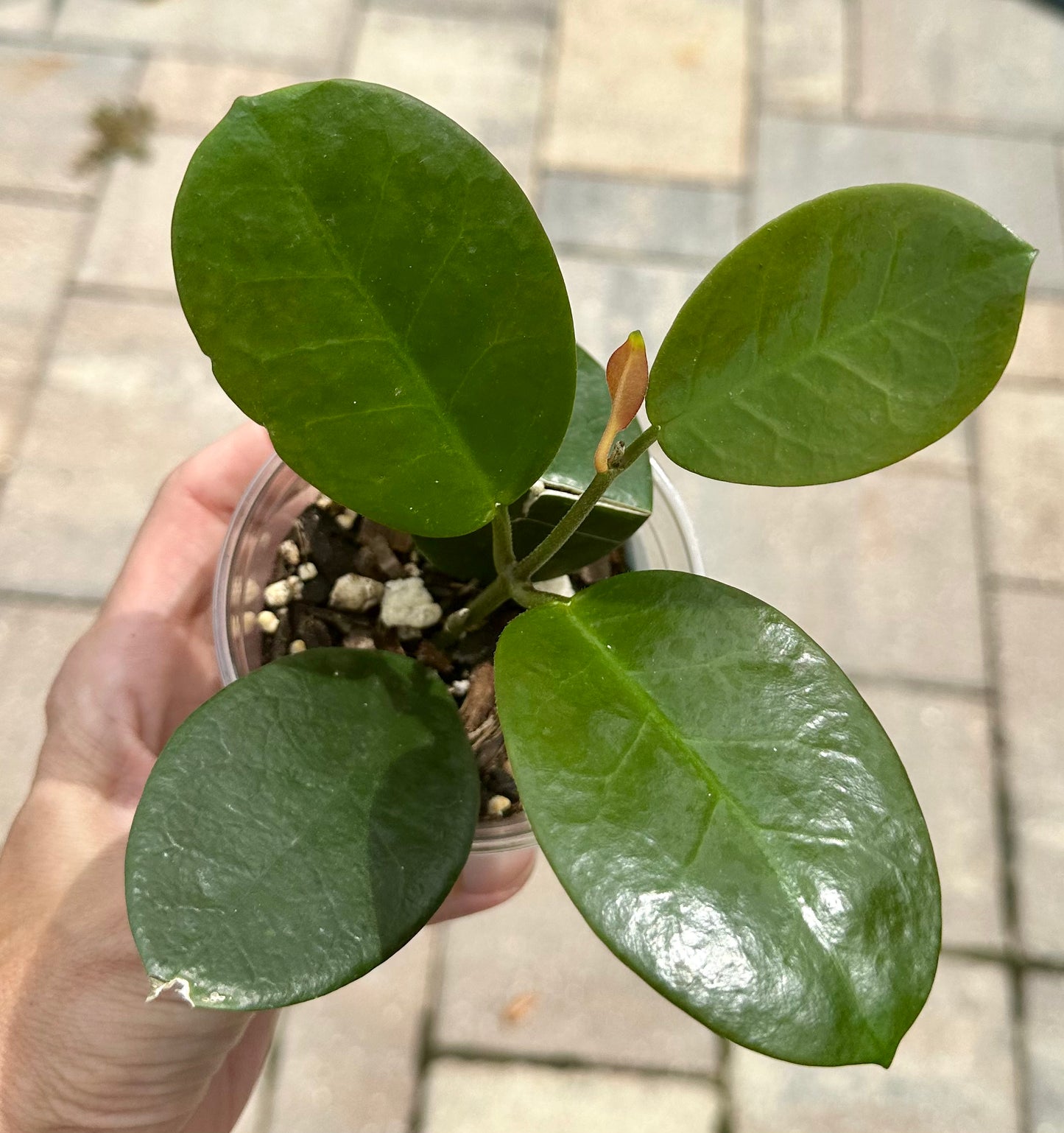 Hoya Australis