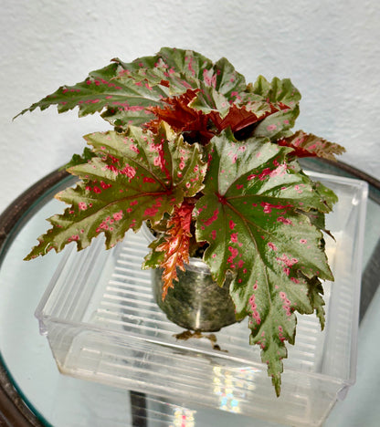 Begonia Serratipetala