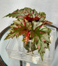 Begonia Serratipetala