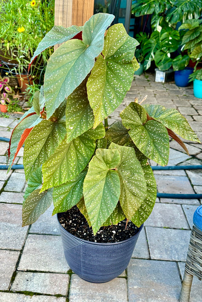 Begonia Lucerna | Rare Begonia Plant (Large)