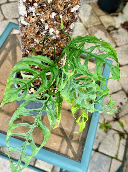 Monstera Obliqua