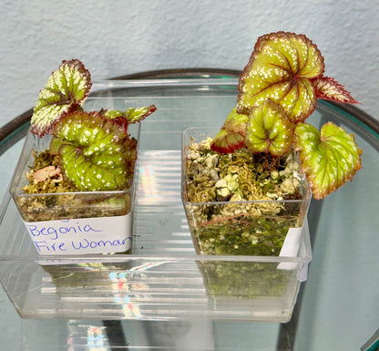 Begonia Harmony's “Firewoman“ starts