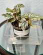 Begonia “Don Miller”