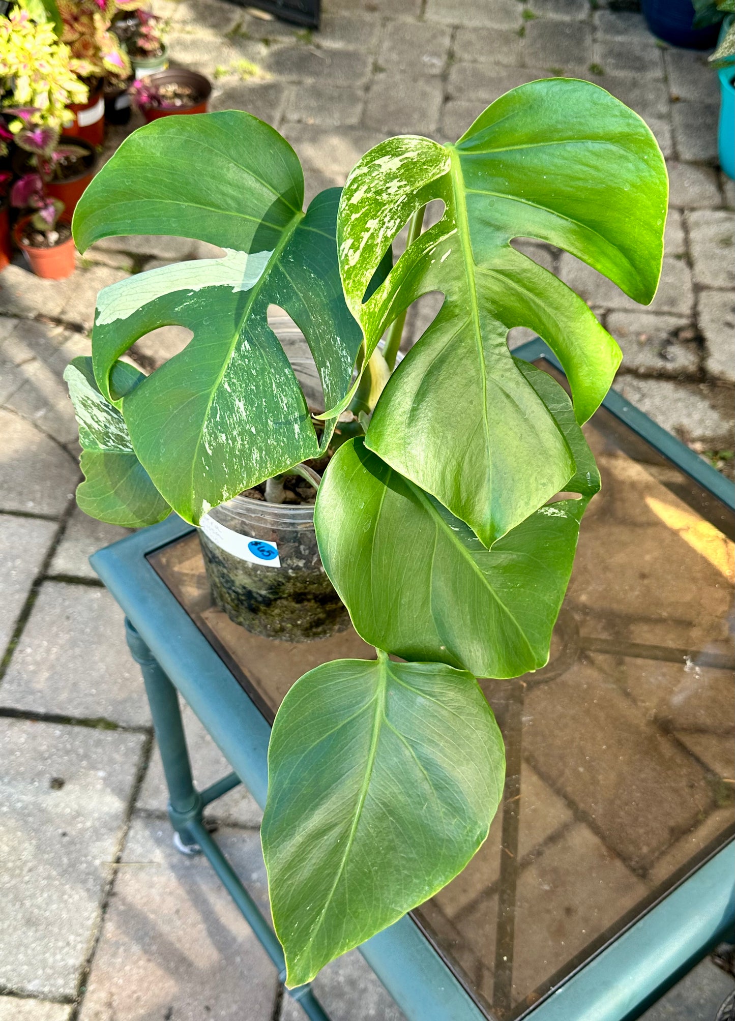 Monstera Deliciosa Albo