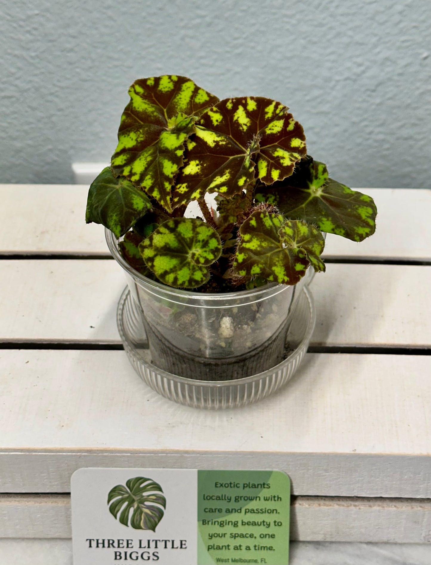 Begonia Bowerae
