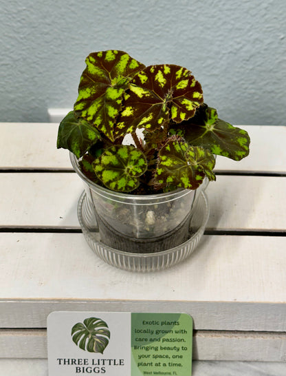 Begonia Bowerae