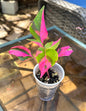 Party Time (Alternanthera ficoidea)