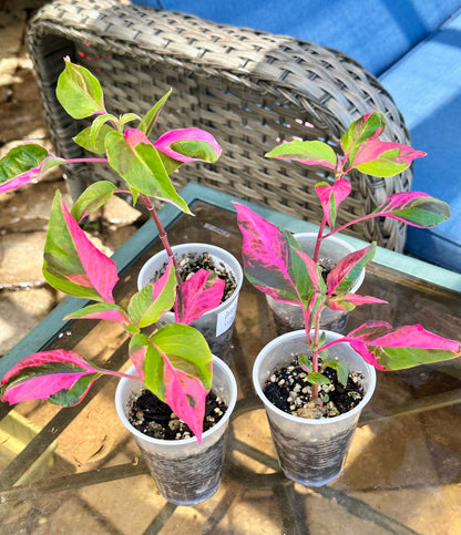 Party Time (Alternanthera ficoidea)