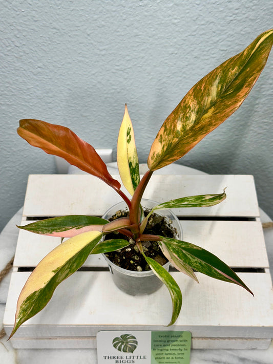 Caramel Marble Philodendron