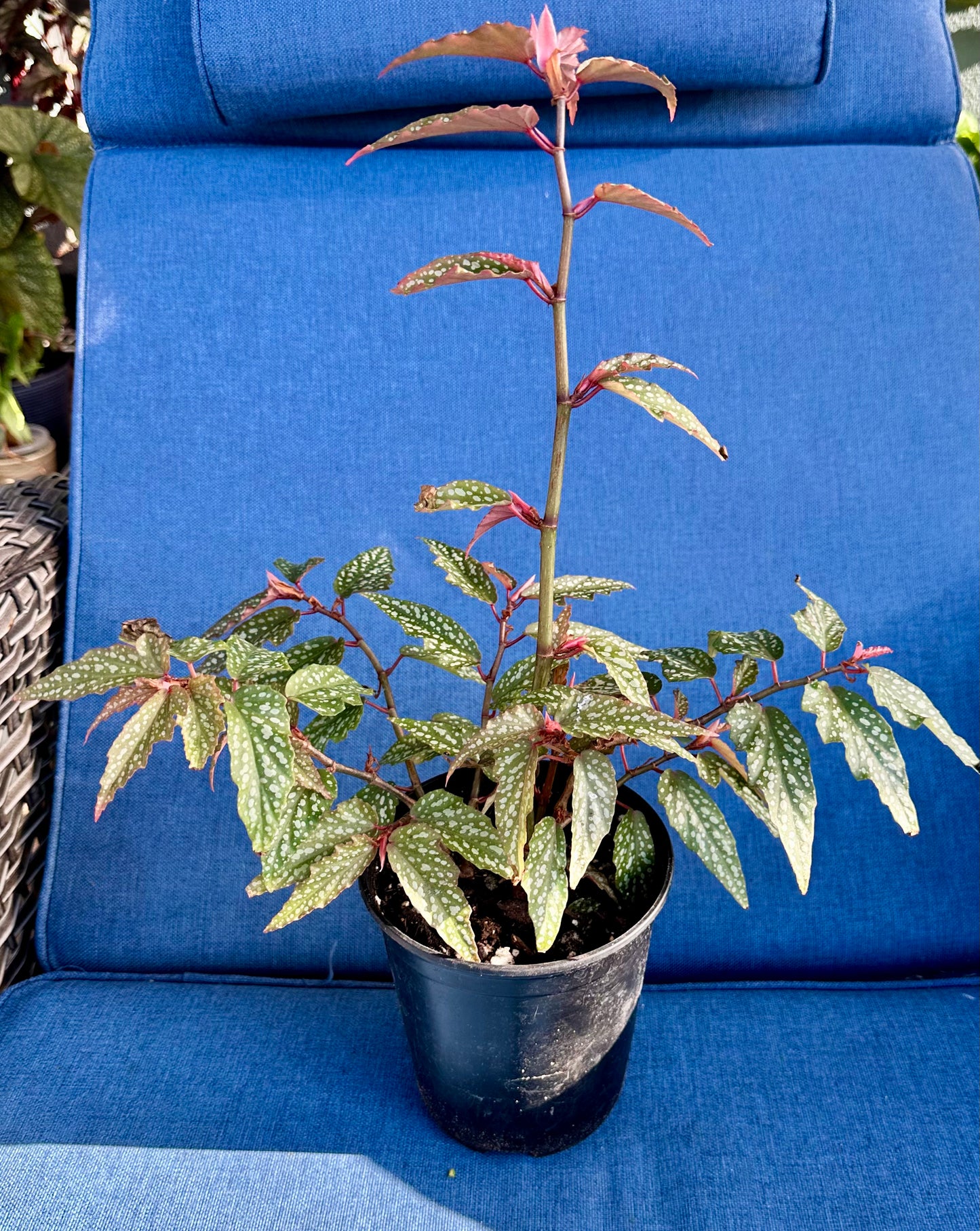 Begonia Medora