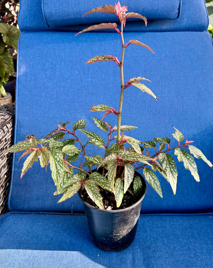 Begonia Medora
