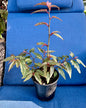 Begonia Medora