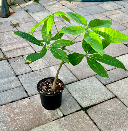 Money Tree (Pachira aquatica)