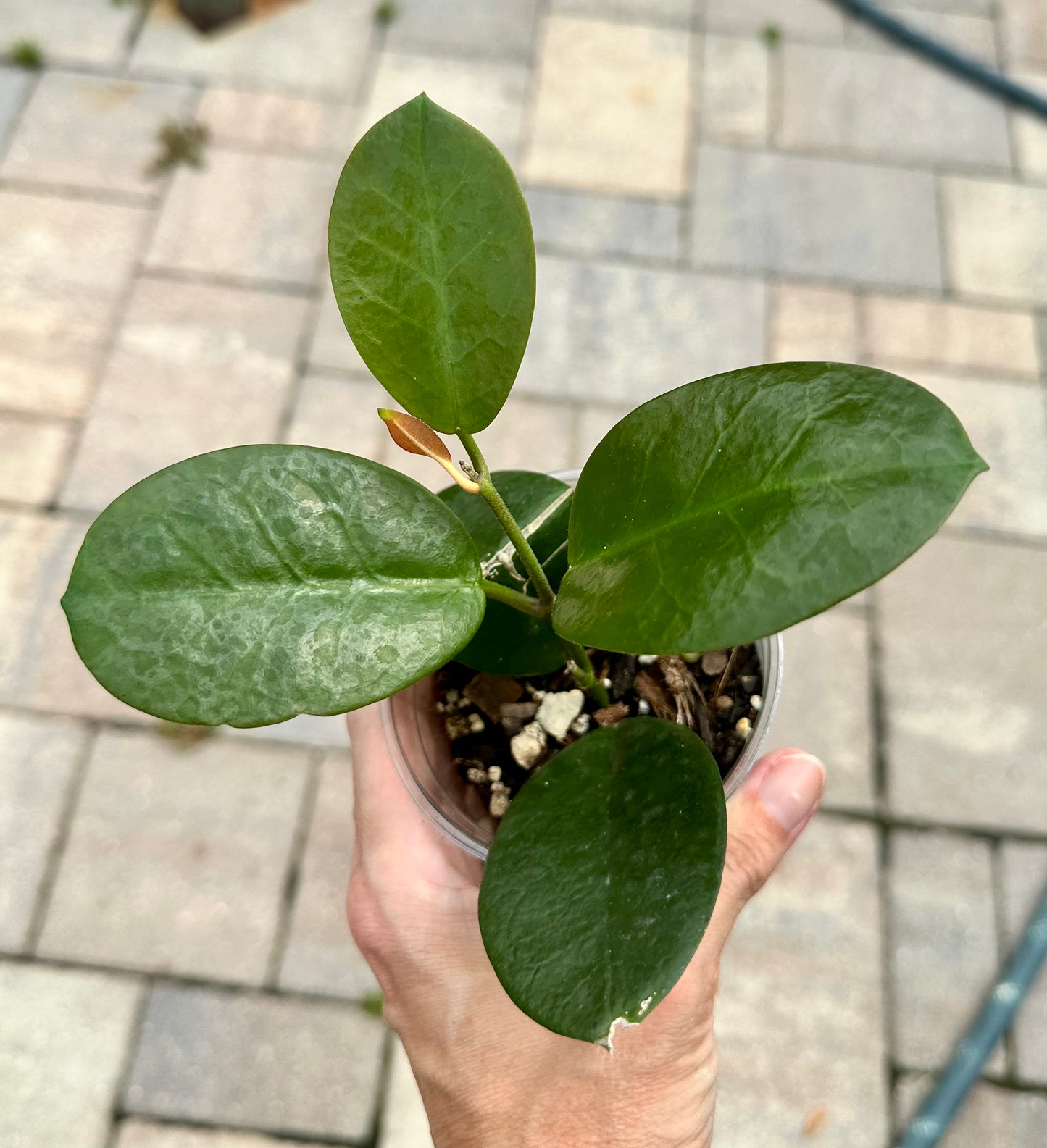 Hoya Australis