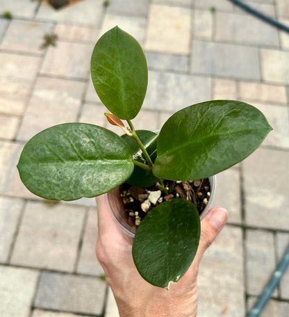 Hoya Australis