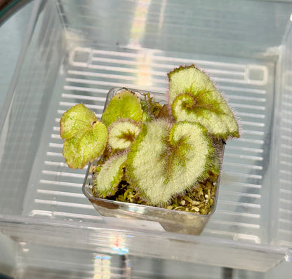 Begonia Escargot starts
