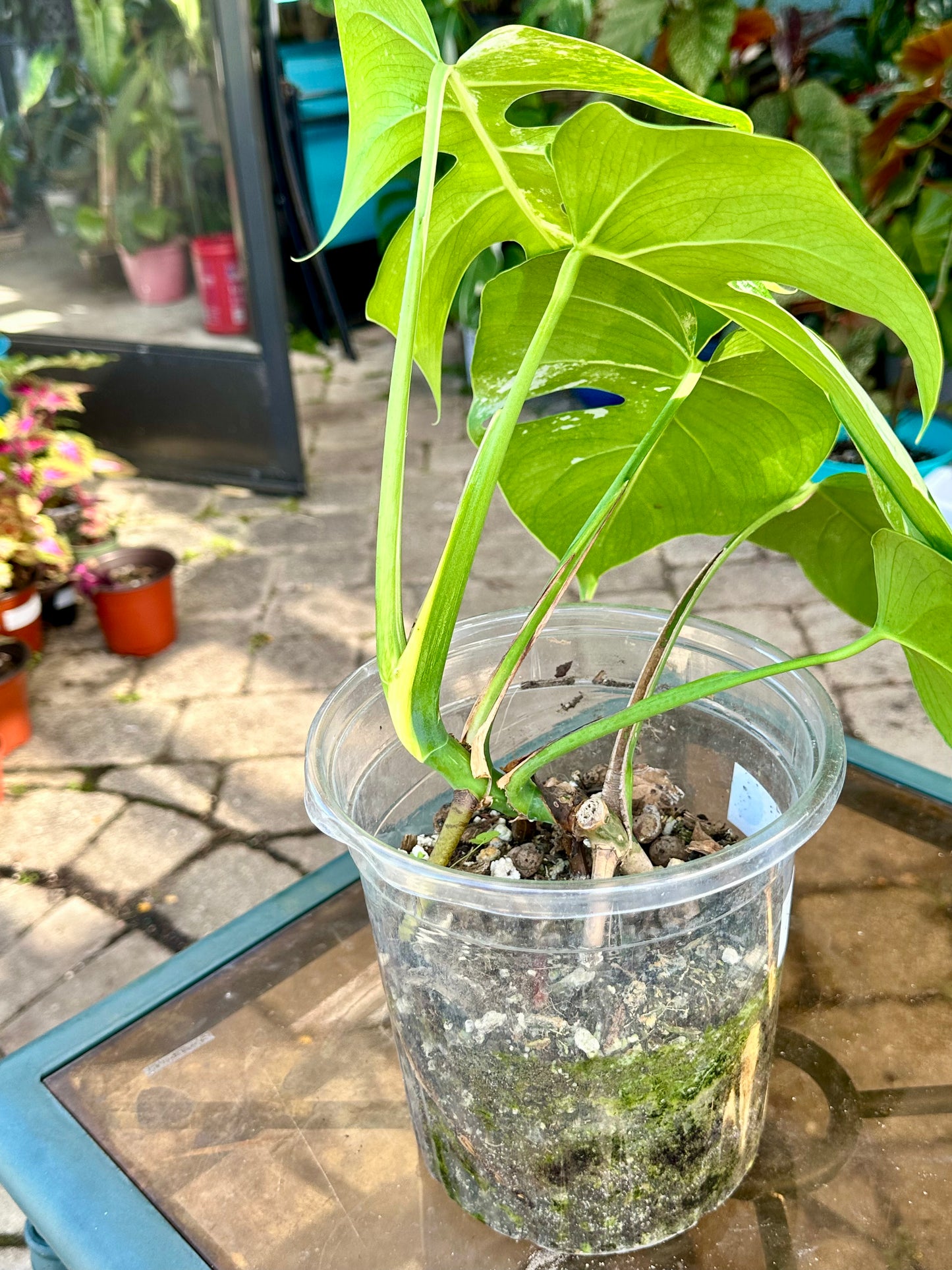 Monstera Deliciosa Albo