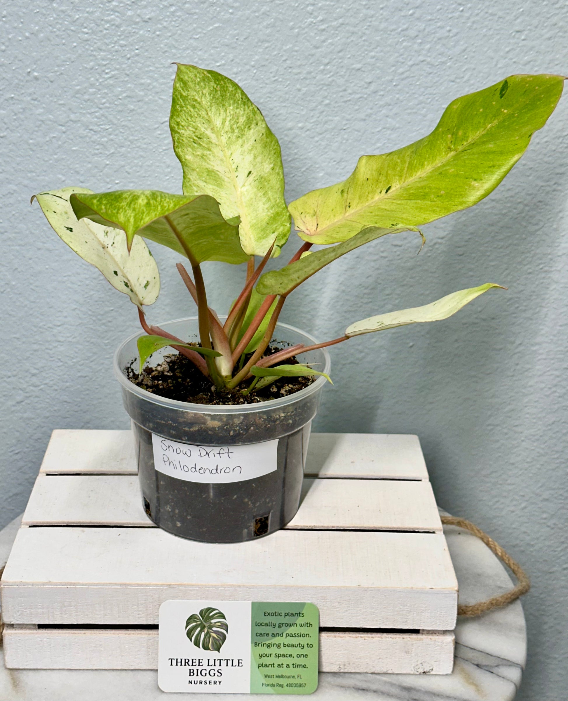 Snow-Drift-Philodendron