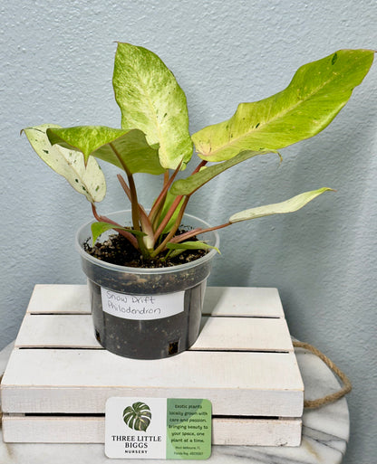 Snow-Drift-Philodendron