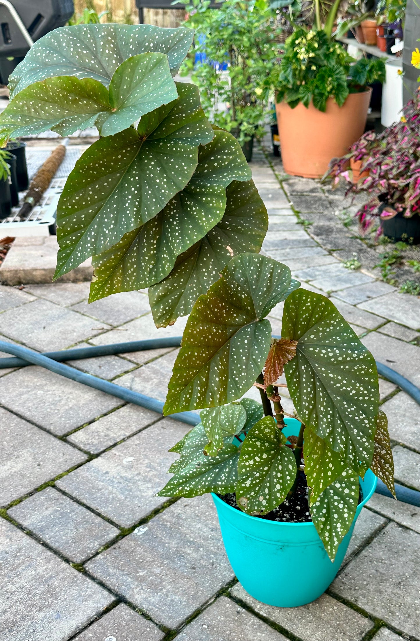 Begonia Lucerna | Rare Begonia Plant