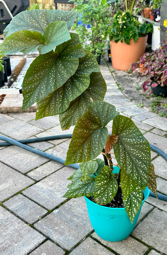Begonia Lucerna | Rare Begonia Plant