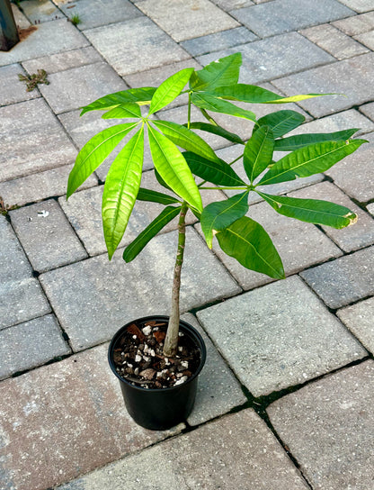 Money Tree (Pachira aquatica)